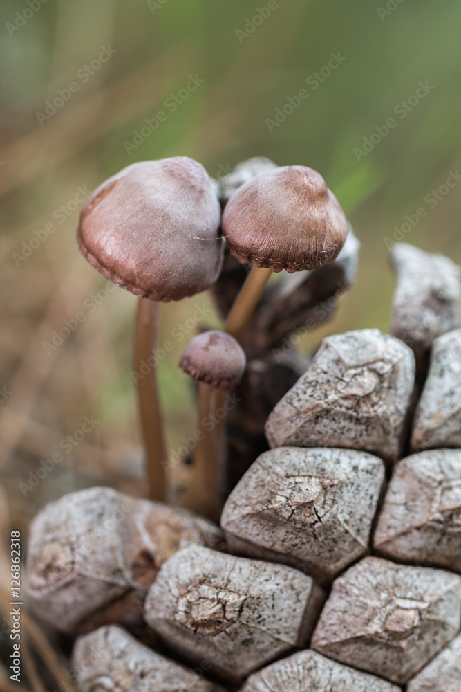 Mycena seynesii.
Three little mushrooms on pine cone. Mycena seynesii.
Three little mushrooms on pine cone.