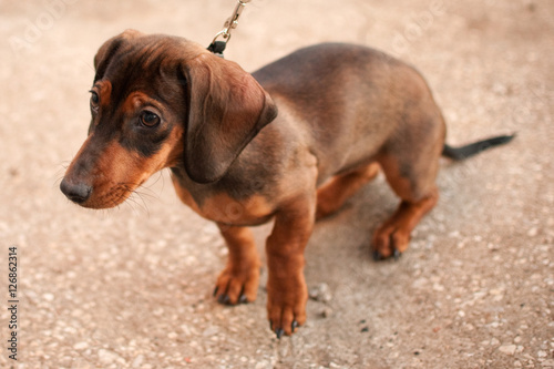 Wallpaper Mural Young small dark brown dachshund looks forward Torontodigital.ca