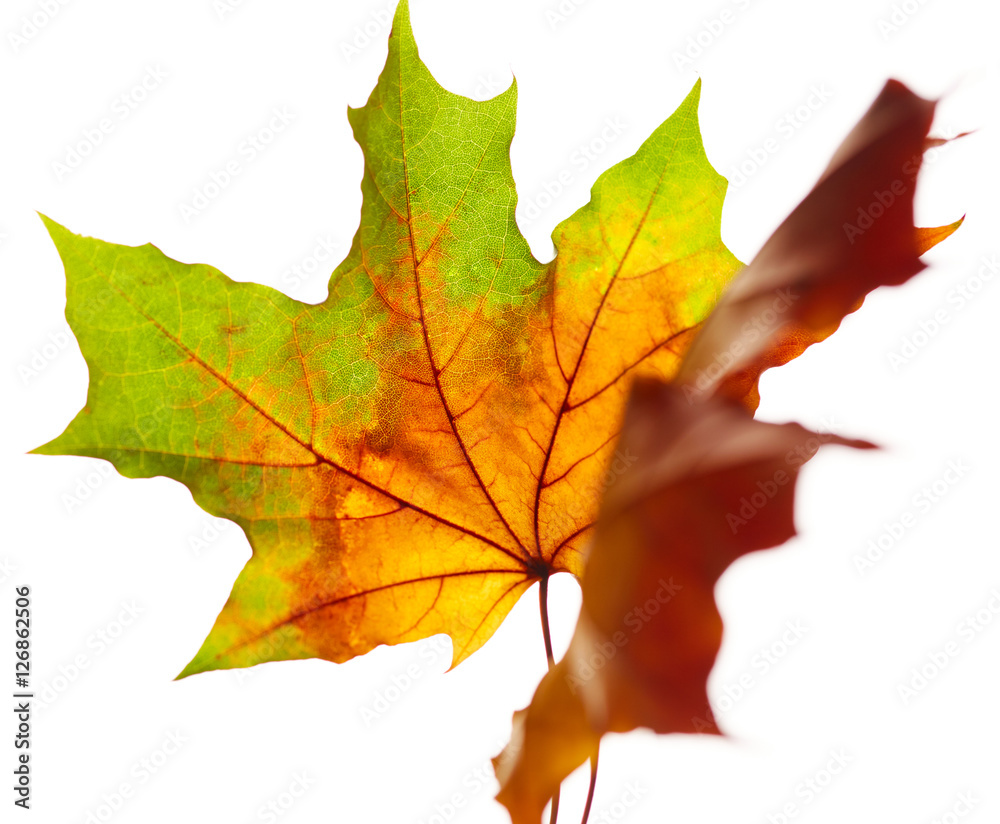 Autumn leaves isolated on white background Autumn leaves isolated on white background