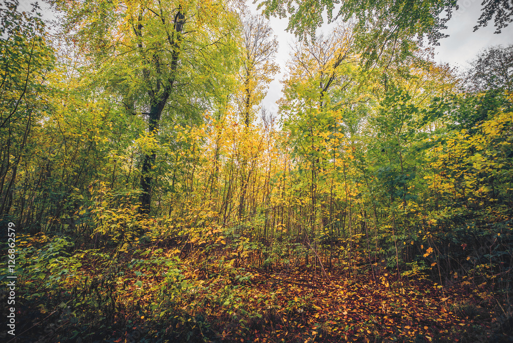 Obraz premium Autumn colors in the forest