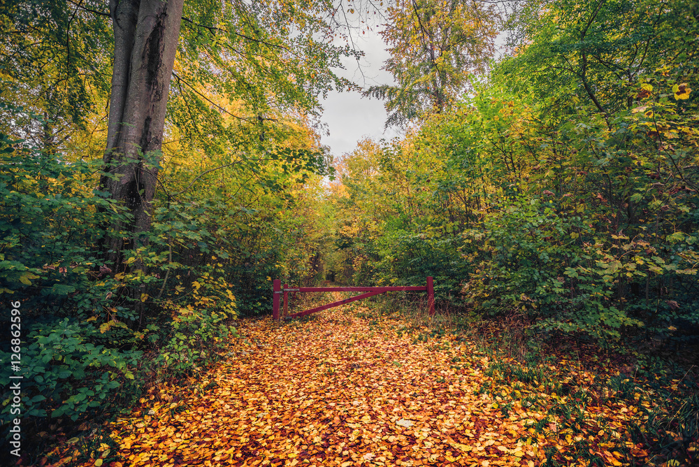 Obraz premium Autumn in the forest with a red gate