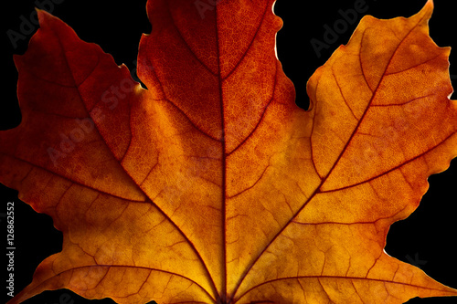 Autumn leaf close up