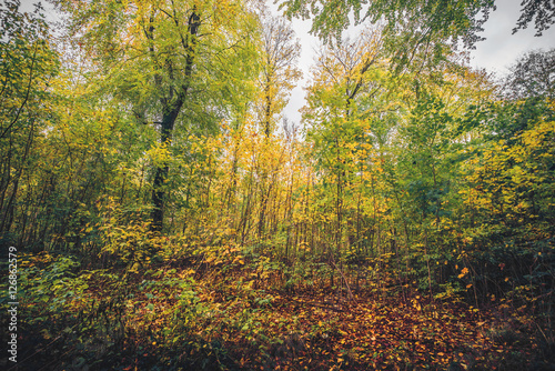 Autumn colors in the forest