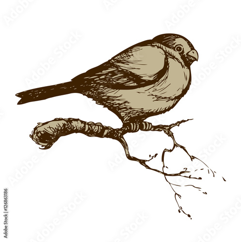 Bird. Vector drawing
