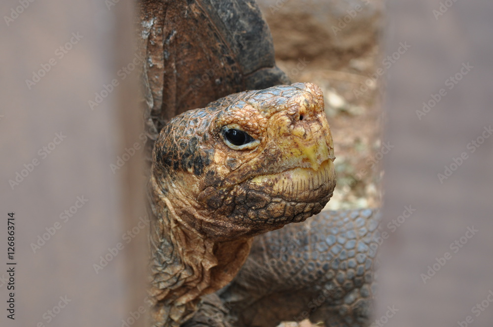 Galapagos tortoise