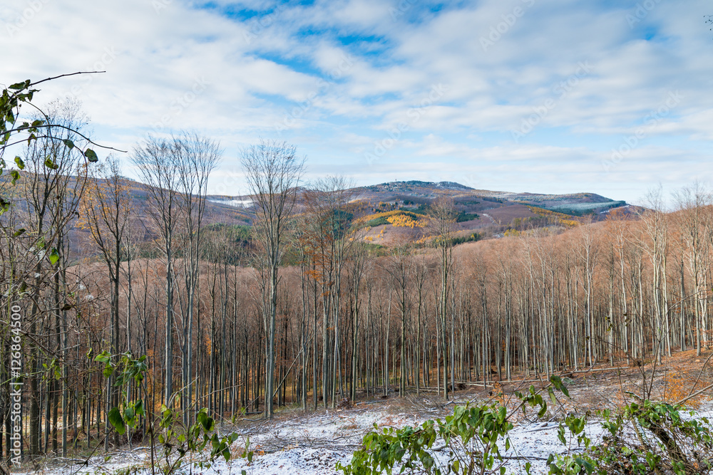 Winter forest with snow on trees and floor Winter forest with snow on trees and floor