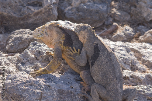 Iguana, South Plaza Island  © Betty Sederquist