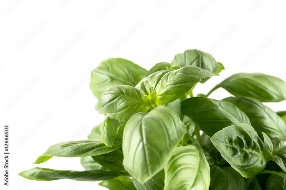 Fresh green leaf basil Fresh green leaf basil