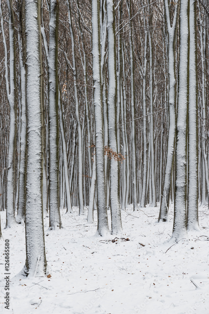 Fototapeta premium Winter forest with snow on trees and floor