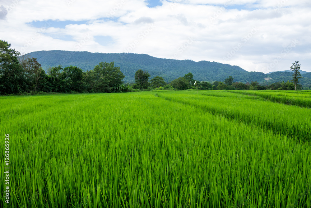 Thai agriculture Thai agriculture