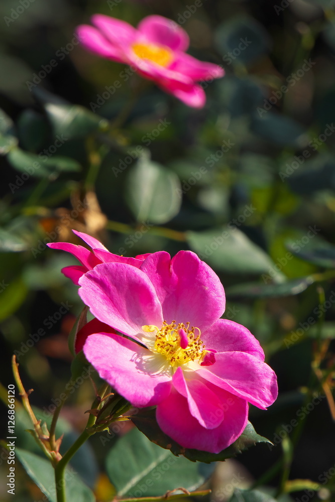 Fototapeta premium ばら