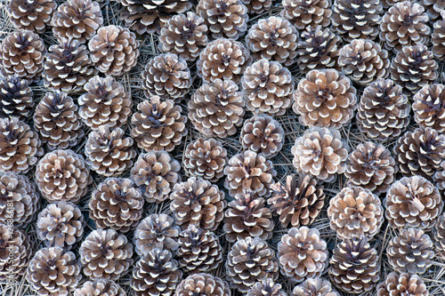 Background of dry dried natural pinecones on the ground. 