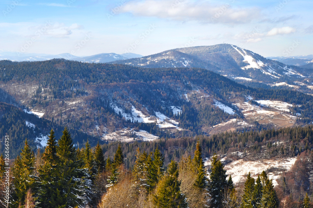 Spruce tree tops on the background of the pine forest Spruce tree tops on the background of the pine forest