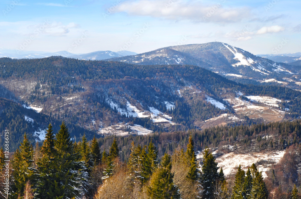 Spruce tree tops on the background of the pine forest