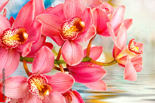 Orchid flower close up