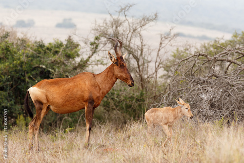 Red Hartebeest standing and watching her baby