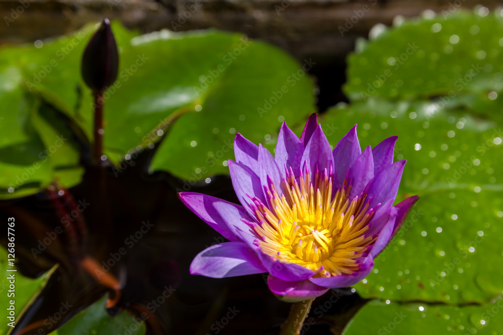 eine lilane Seerose in einem Teich eine lilane Seerose in einem Teich