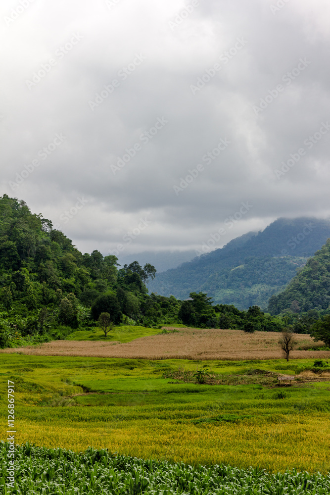 ein Reisfeld mit Bergen und Wald im Hintergrund