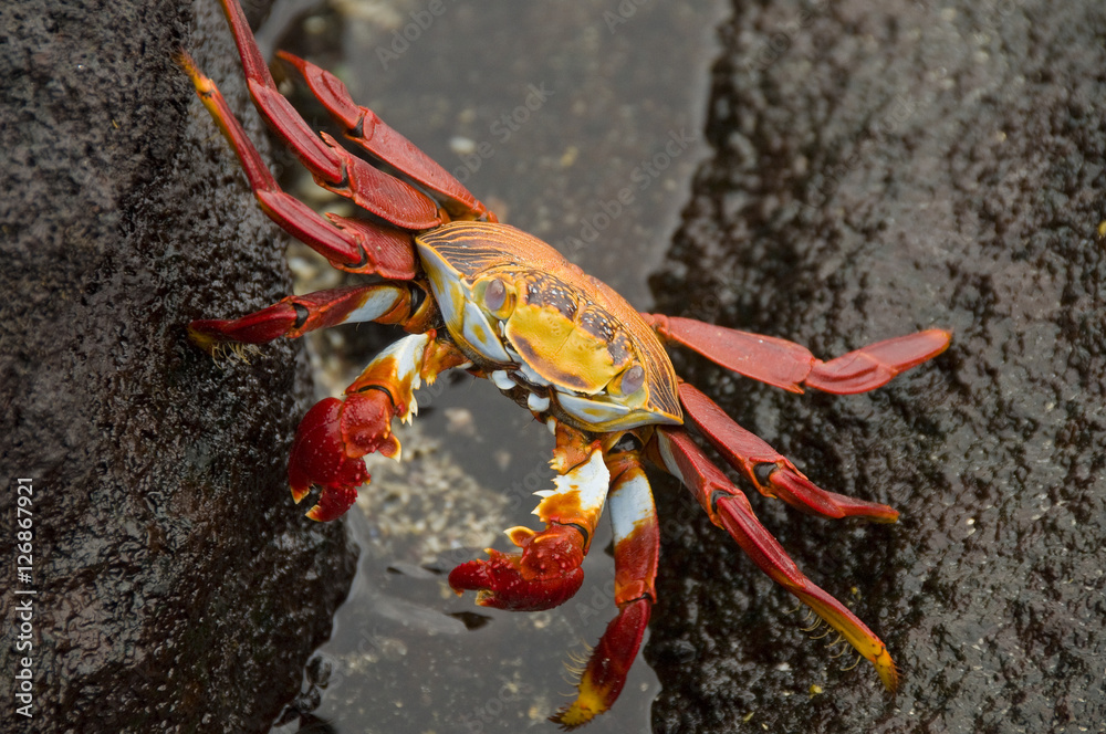 Sally Lightfoot Crab Sally Lightfoot Crab