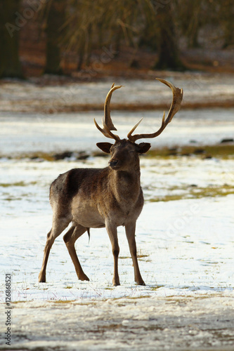 Fallow deer © Tulda