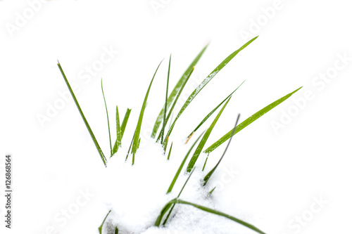 green grass,  white snow, winter © _nastassia