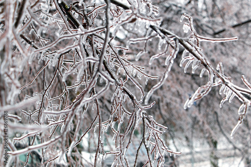 trees covered with ice