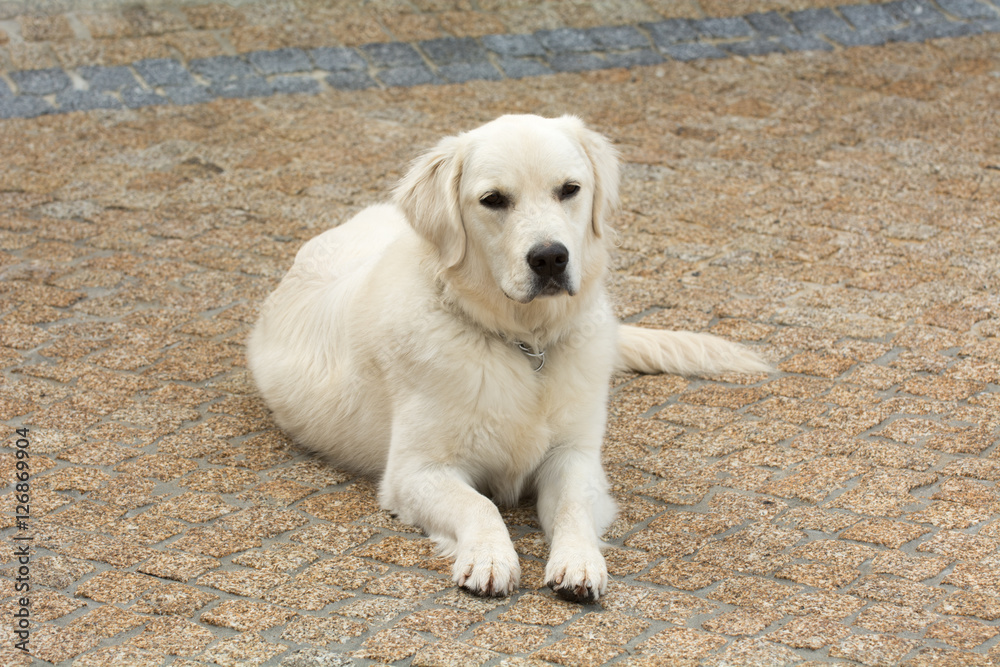 Golden retriever