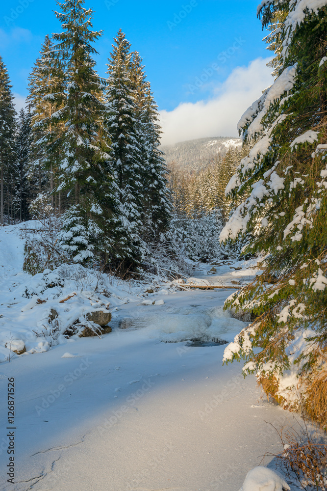 Small river covered with ice, among the pine forest