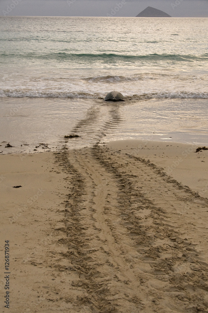 Fototapeta premium Sea Turtle Returns to Ocean after Laying Eggs