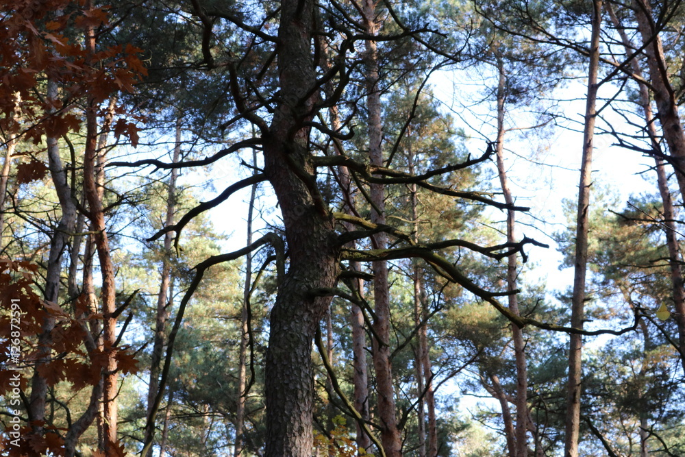 Fototapeta premium Baum