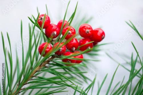 Christmas seasonal background with green pine branches and rowan