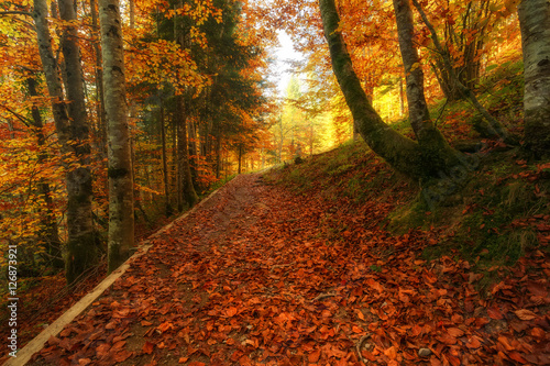 Walking in Iriti forest in autumn photo