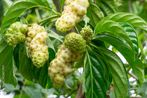 noni fruit on tree