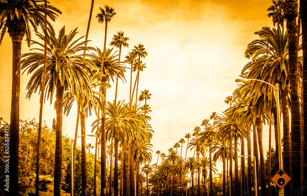 Fototapeta premium Palmy w Los Angeles