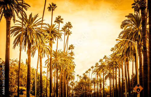 Palm trees in Los angeles photo