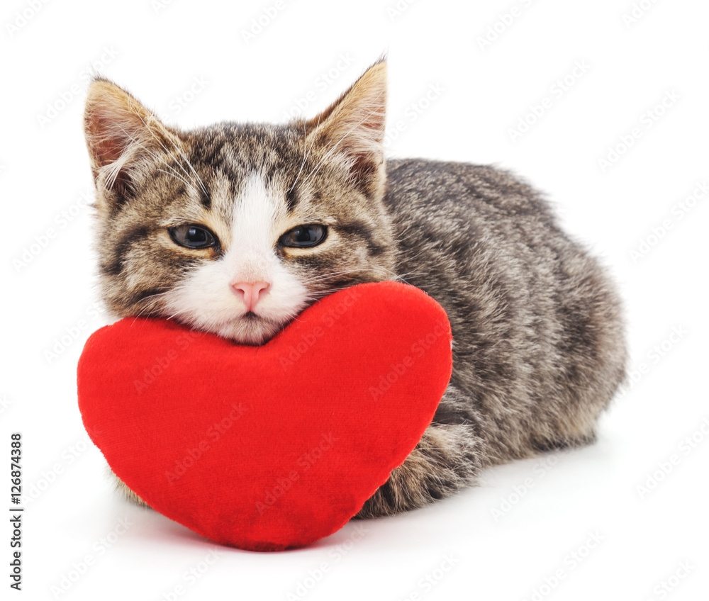 Naklejka premium Gray kitten and red heart.