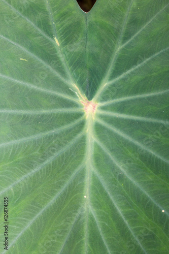 Foto green lotus leaf,closeup locus leaf