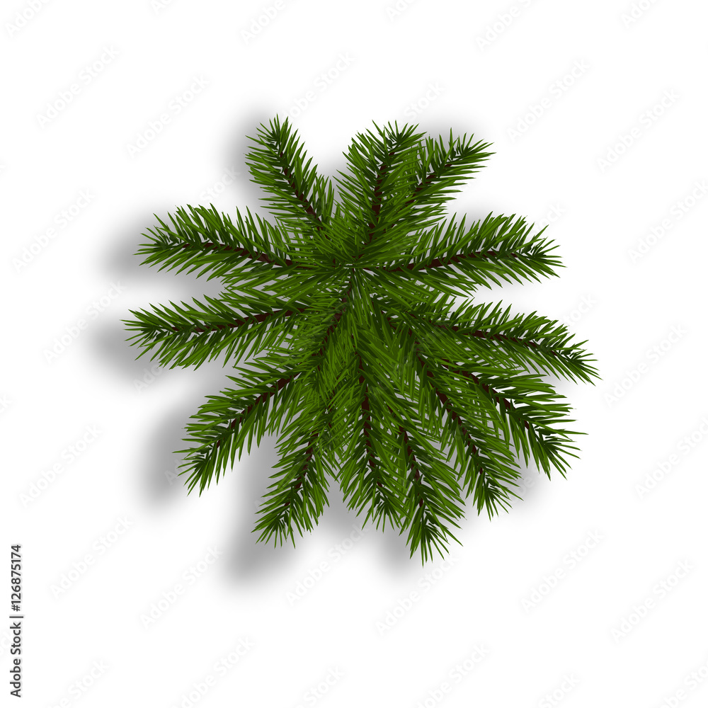 Green fir with realistic shadow. View from above. Fir branches. Isolated on white background. Christmas illustration Green fir with realistic shadow. View from above. Fir branches. Isolated on white background. Christmas illustration