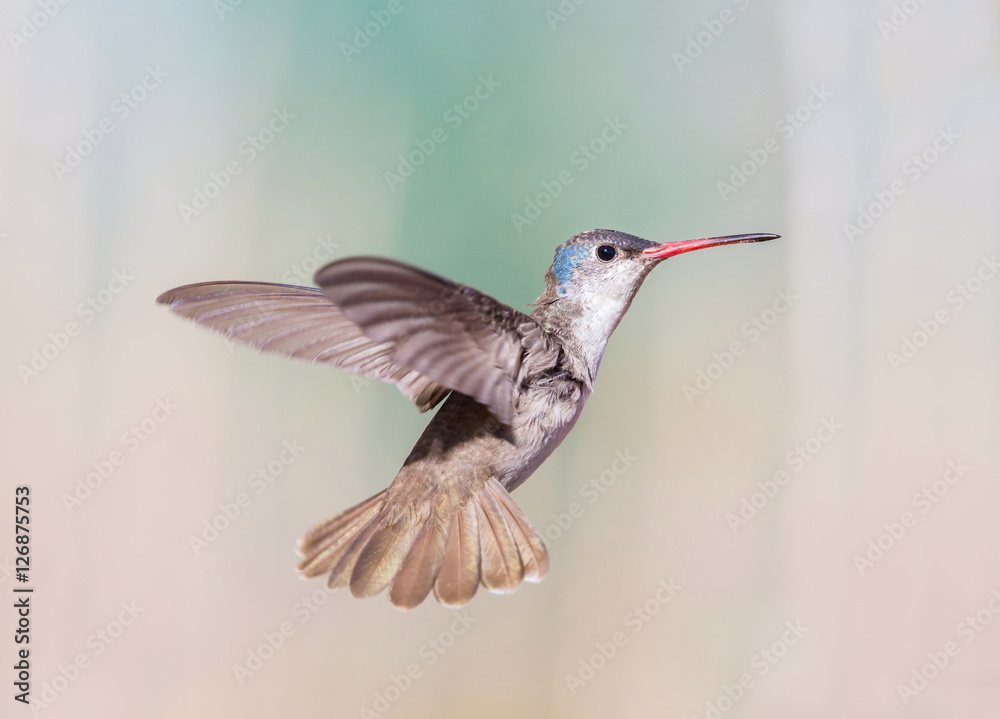 Fototapeta premium Violet Crowned Hummingbird. Using different backgrounds the bird becomes more interesting and blends with the colors. These birds are native to Mexico and brighten up most gardens where flowers bloom.