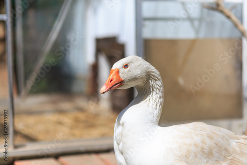 Farm Goose