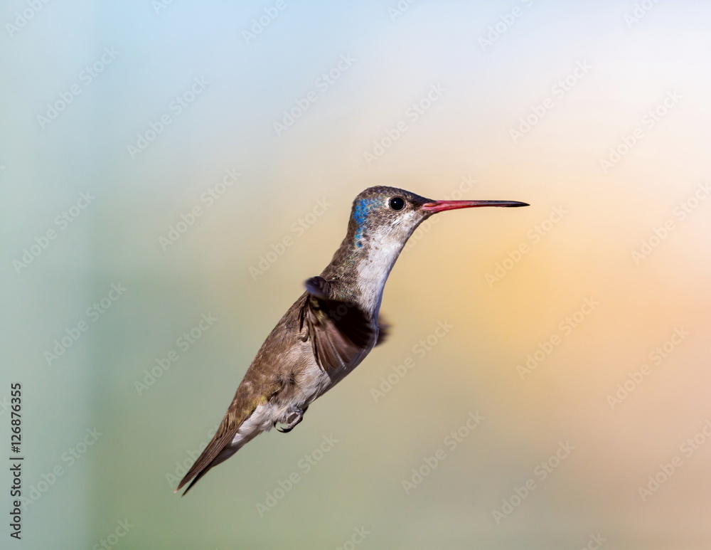 Fototapeta premium Violet Crowned Hummingbird. Using different backgrounds the bird becomes more interesting and blends with the colors. These birds are native to Mexico and brighten up most gardens where flowers bloom.