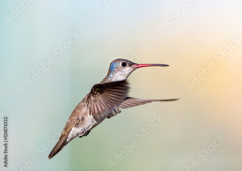 Violet Crowned Hummingbird. Using different backgrounds the bird becomes more interesting and blends with the colors. These birds are native to Mexico and brighten up most gardens where flowers bloom.