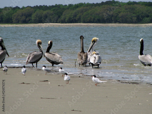 Pelicans on an Island Beach