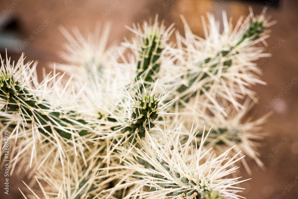 Cylindropuntia tunicata plant with details Cylindropuntia tunicata plant with details