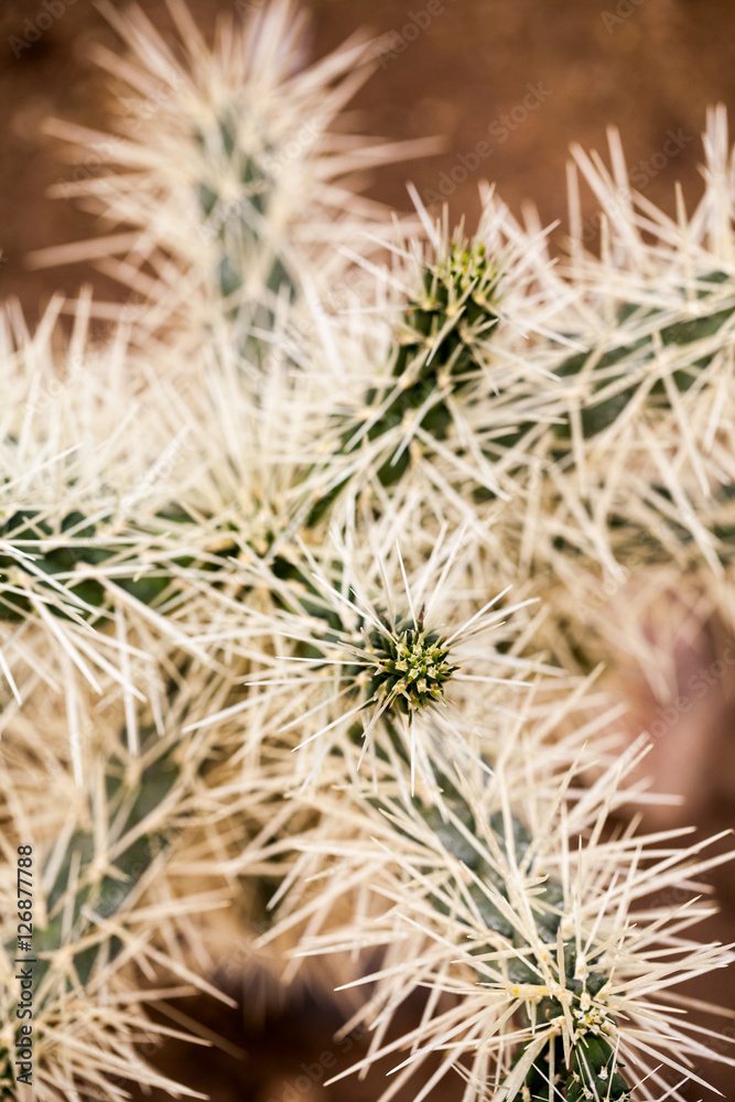 Cylindropuntia tunicata plant with details Cylindropuntia tunicata plant with details