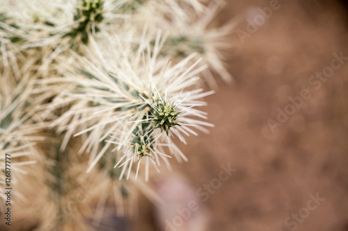 Cylindropuntia tunicata plant with details