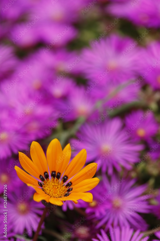 Obraz premium Flower Closeup #1