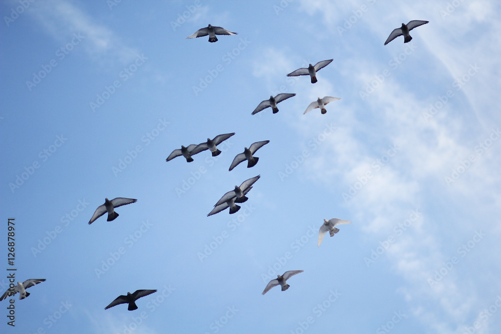 Pigeons soaring in the blue sky