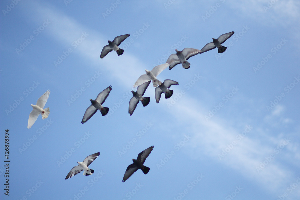 Fototapeta premium Pigeons soaring in the blue sky