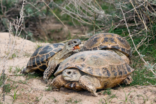Breeding Steppe tortoises (Testudo horsfieldii)